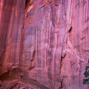 dickies pant brown 34